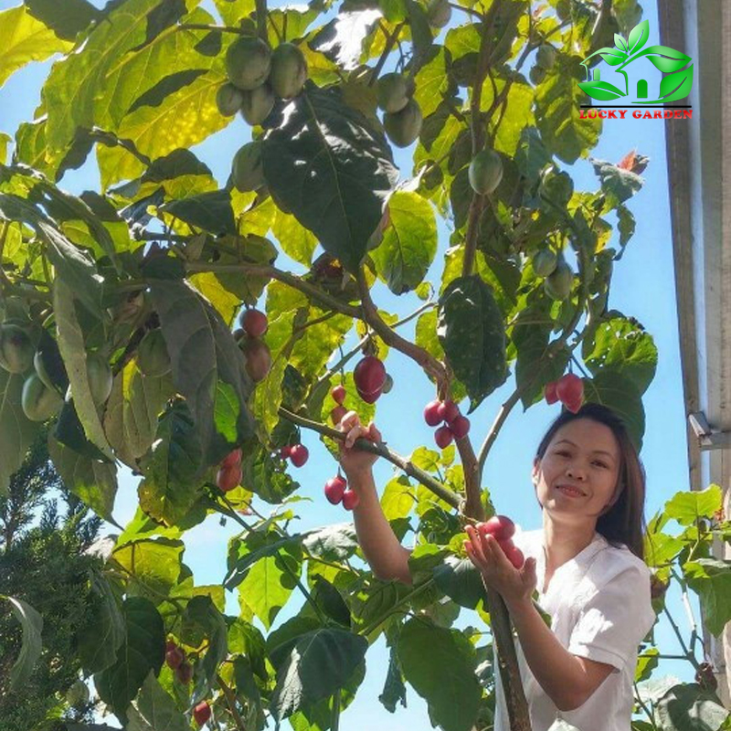 Người dân Việt Nam trồng thành công giống cà chua thân gỗ