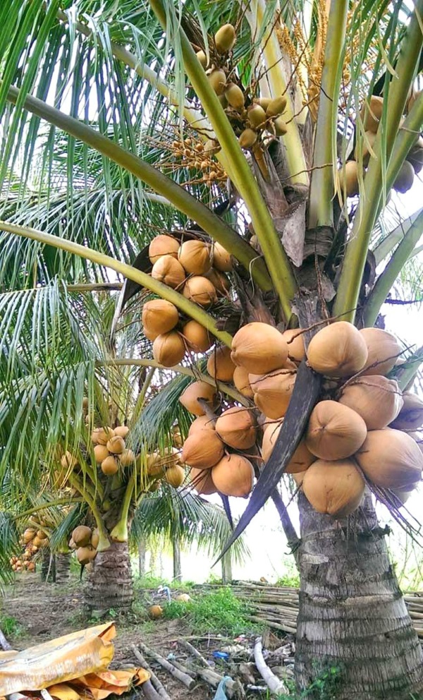 Tổng hợp 94 hình về mô hình trồng dừa dứa  daotaonec