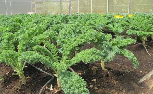 Mua Hạt Giống Cải Xoăn Cải Kale Trồng Tại Nhà