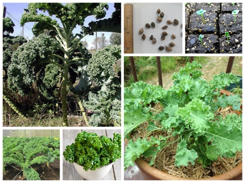 Cây cải kale Cây cải xoăn  Rau xanh có giá trị dinh dưỡng cao