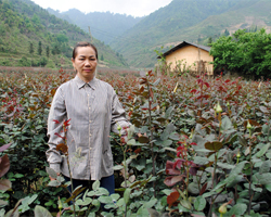 Mô hình trồng hoa hồng ở Lương Sơn Hòa Bình