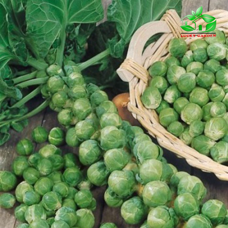 Bắp cải mini xanh là một trong những loại rau quả được yêu thích