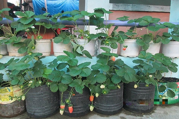 Cây trồng ngắn ngày mang lại hiệu quả kinh tế cao  Công Nghệ Xanh Việt Nam   Công Nghệ Xanh Việt Nam