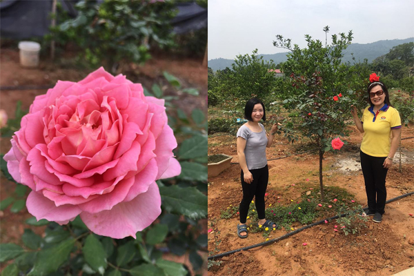 Điều trị dứt điểm sâu bệnh hại như vườn hoa hồng tại huyện Lương Sơn, tỉnh Hòa Bình