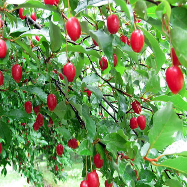 Bộ Hạt Giống Quả Nhót Mỹ - Nhót Ngọt (Goumi Berries)